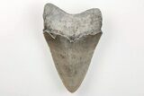 Serrated, 3.45" Fossil Megalodon Tooth - North Carolina - #200718-1